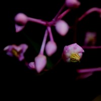 Ardisia rothii A.DC.